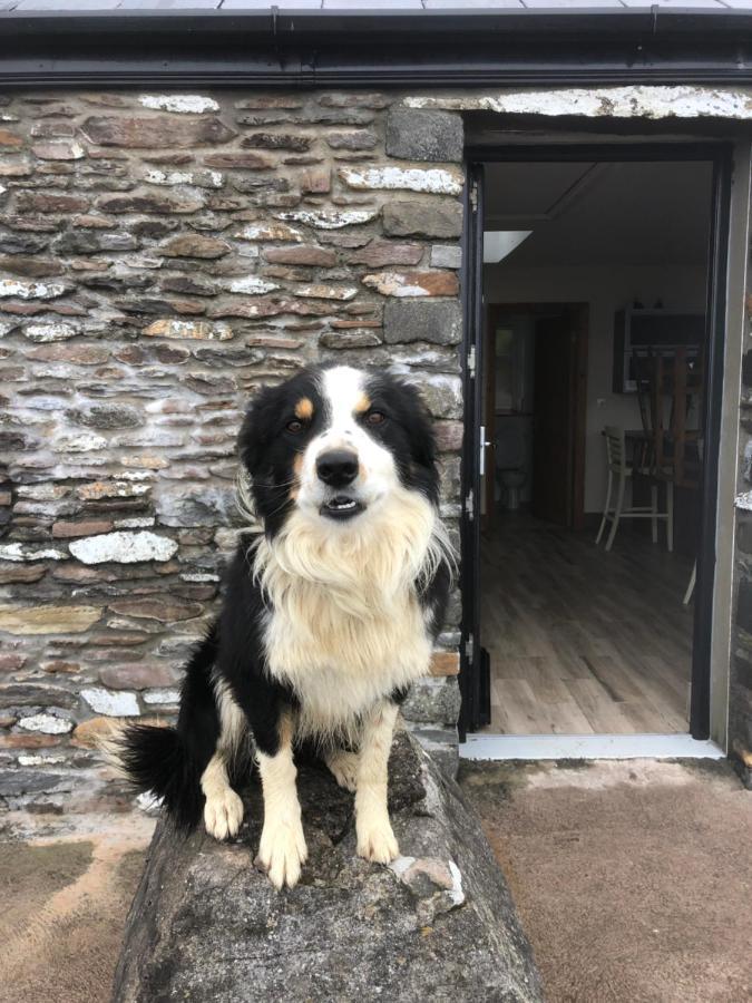 Old Irish Farmhouse ディングル エクステリア 写真