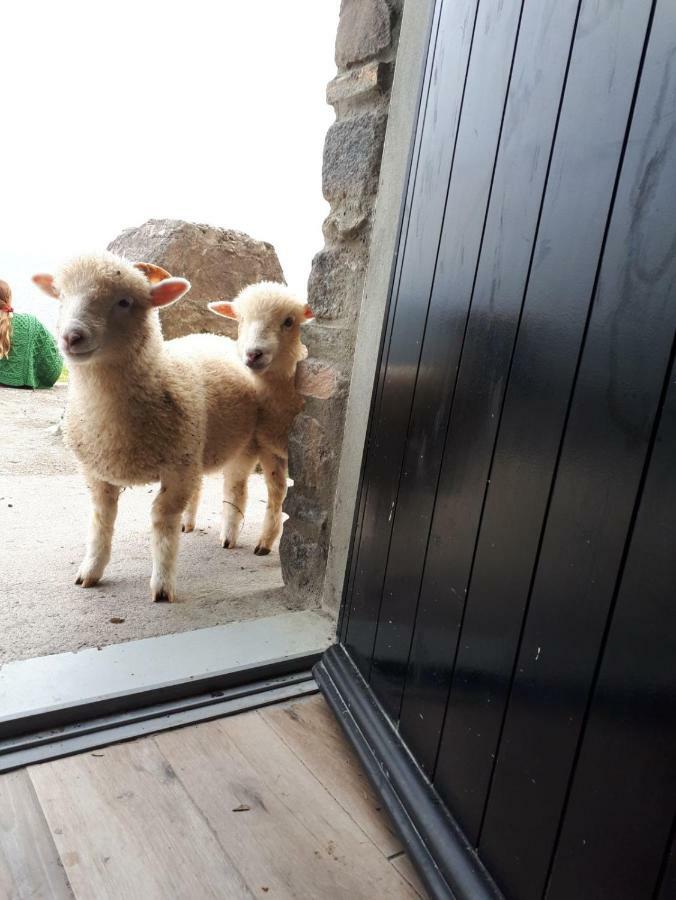 Old Irish Farmhouse ディングル エクステリア 写真