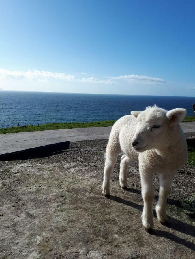 Old Irish Farmhouse ディングル エクステリア 写真